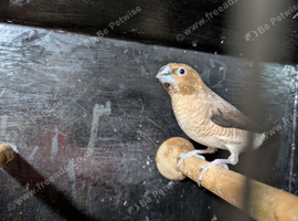Silverbill