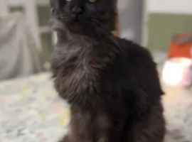 Beautiful Black Maine Coon Girl &ndash; 3 Years Old