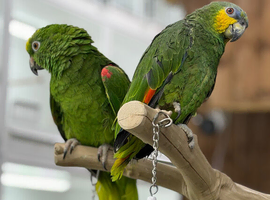 Orange winged amazon