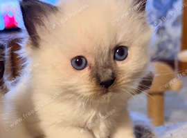 Seal point ragdoll kittens