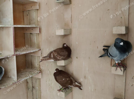 Racing Pigeon For Sale