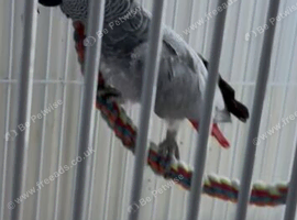 African grey Glasgow