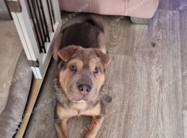 Shar  pei