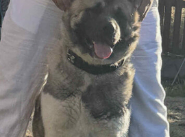 American Akita