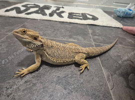 Rango 9 month old bearded dragon