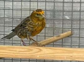 Lizard canary pair