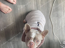 Gucci the Frenchie