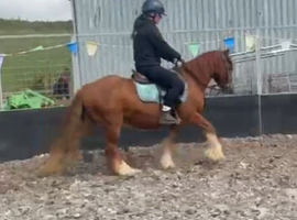 *** MOTHERS DREAM PONY ***