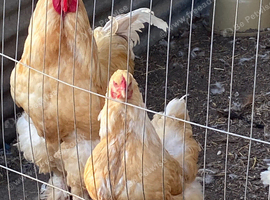 Lemon brahams