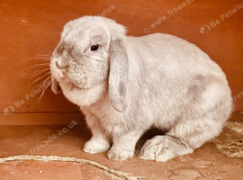 Grey slate lop girl