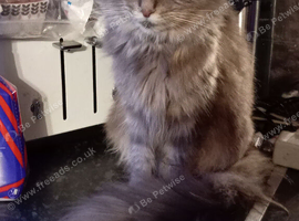 maine coon