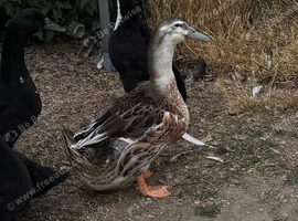 Cayuga/Pekin ducks - various ages & colours