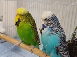 Executive Budgies
