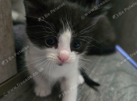 4 adorable kittens looking for a home
