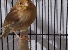 5 canaries for sale!