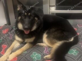 German Shepard girl 12 months old