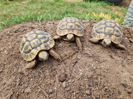 Hermanns Tortoises 2 Year old
