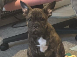 To sale pup