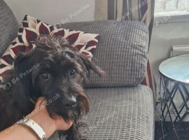 Terrier cross