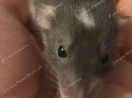 Beautiful dumbo balds and fancy rats ready for new homes