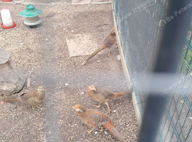 Golden pheasant males