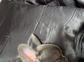 French bulldog puppy