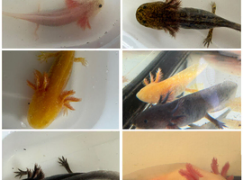 Axolotl