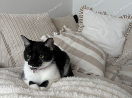 1 year old girl needs a home