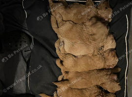 Beautiful golden brown doodles