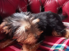 Handsome MALE Yorkshire Terrier puppy available now.