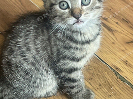 2 beautiful tabby kittens for sale