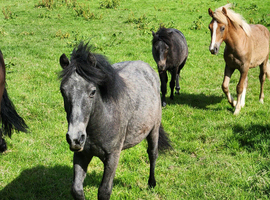 Yearling gelding.