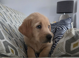 Beautiful goldador puppies for sale - one remaining