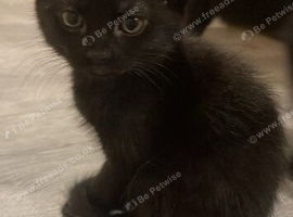 3 kittens for sale