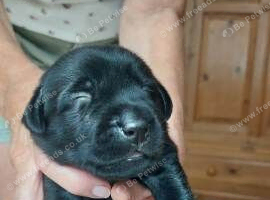 Black Labrador Puppies Available
