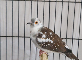 Diamond doves