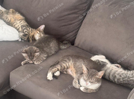 3 Tabby Kittens, &pound;80 each