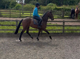 Lovely 15.3/16h mare 3yrs old