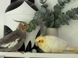 Beautiful pair of cockatiels 3 months very tame