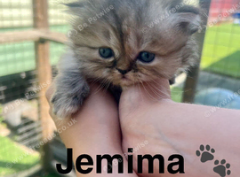**Last One** Beautiful litter of Persian kittens, PKD Neg