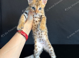 100% Purebred Tica Registered Top Quality Savannah Kittens