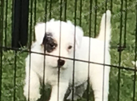 Parson Russell Terriers Cornwall