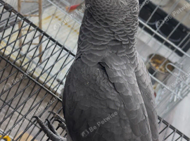 African grey baby