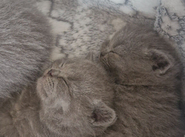 Beautiful British blue short hair kittens