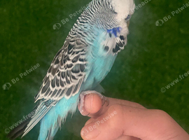 Lovely baby hand reared budgie