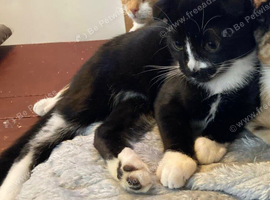 Beautiful Scottish Folds and Scottish Straights