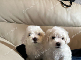 Maltese puppies