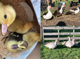 6x Muscovy Duck Hatching Eggs - magpie + lavender
