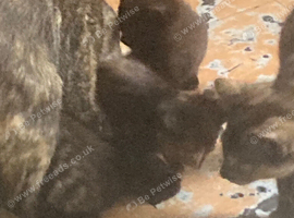 5 baby kittens
