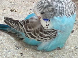 Baby Budgies for sale